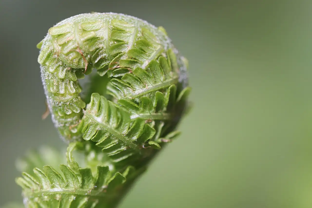 Action planten voeding kopen: beste keuzes en tips