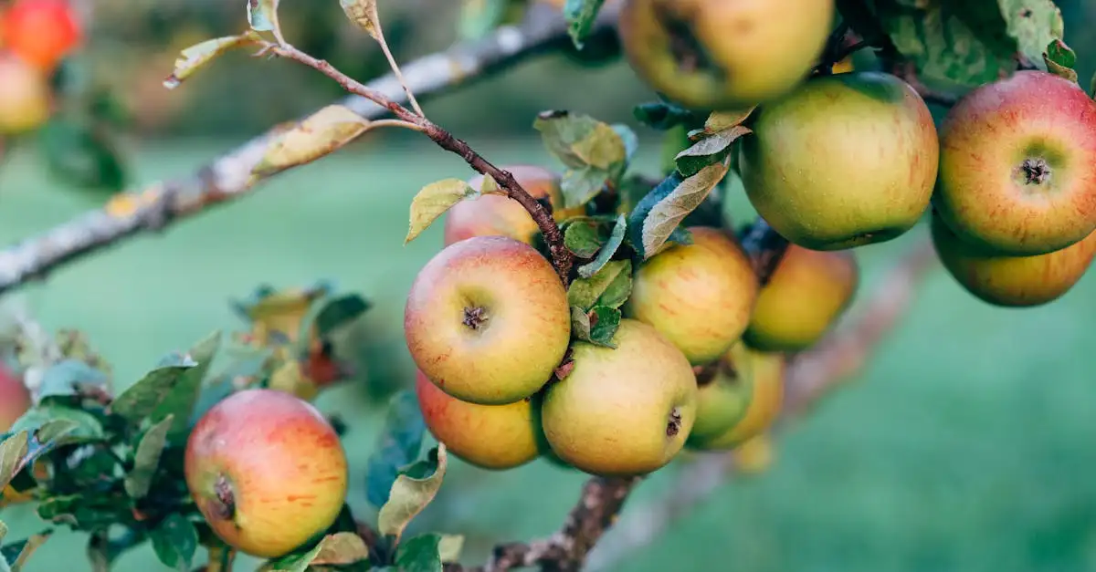 Appelboom voeding: Essentiële tips voor gezonde groei