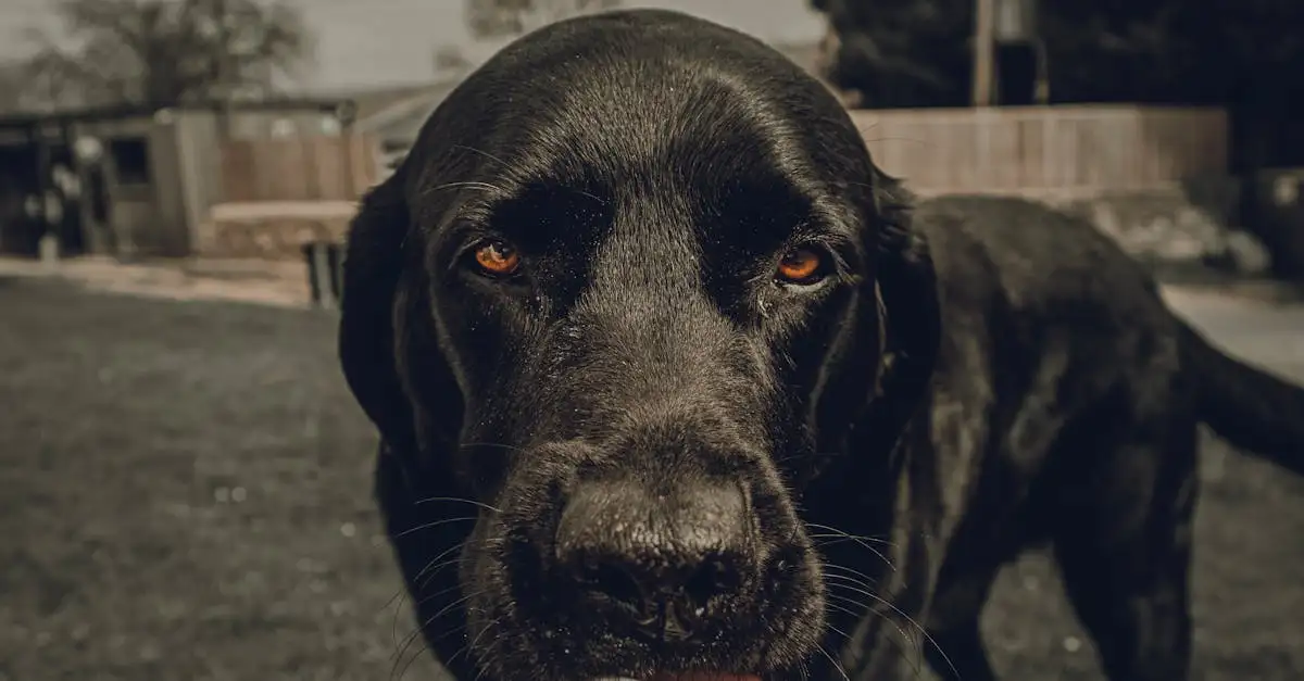 Barf voeding hond: Gezonde rauwe maaltijden voor uw dier