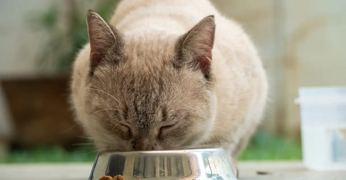 Beste voeding voor kat