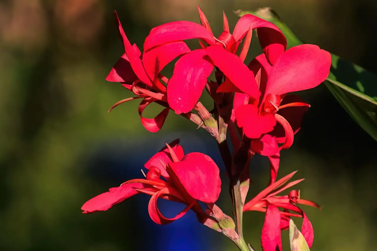 Canna voeding