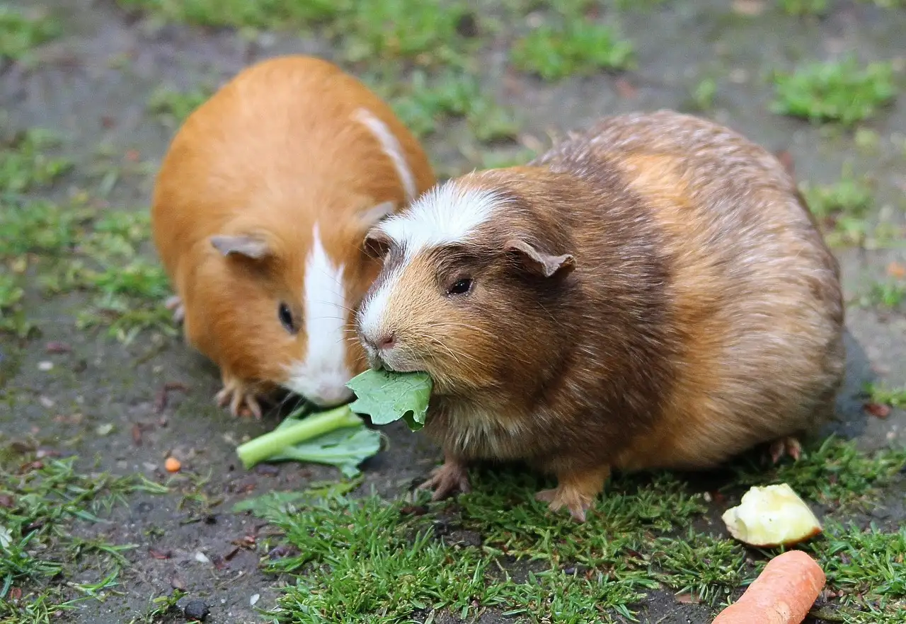 Voeding cavia’s