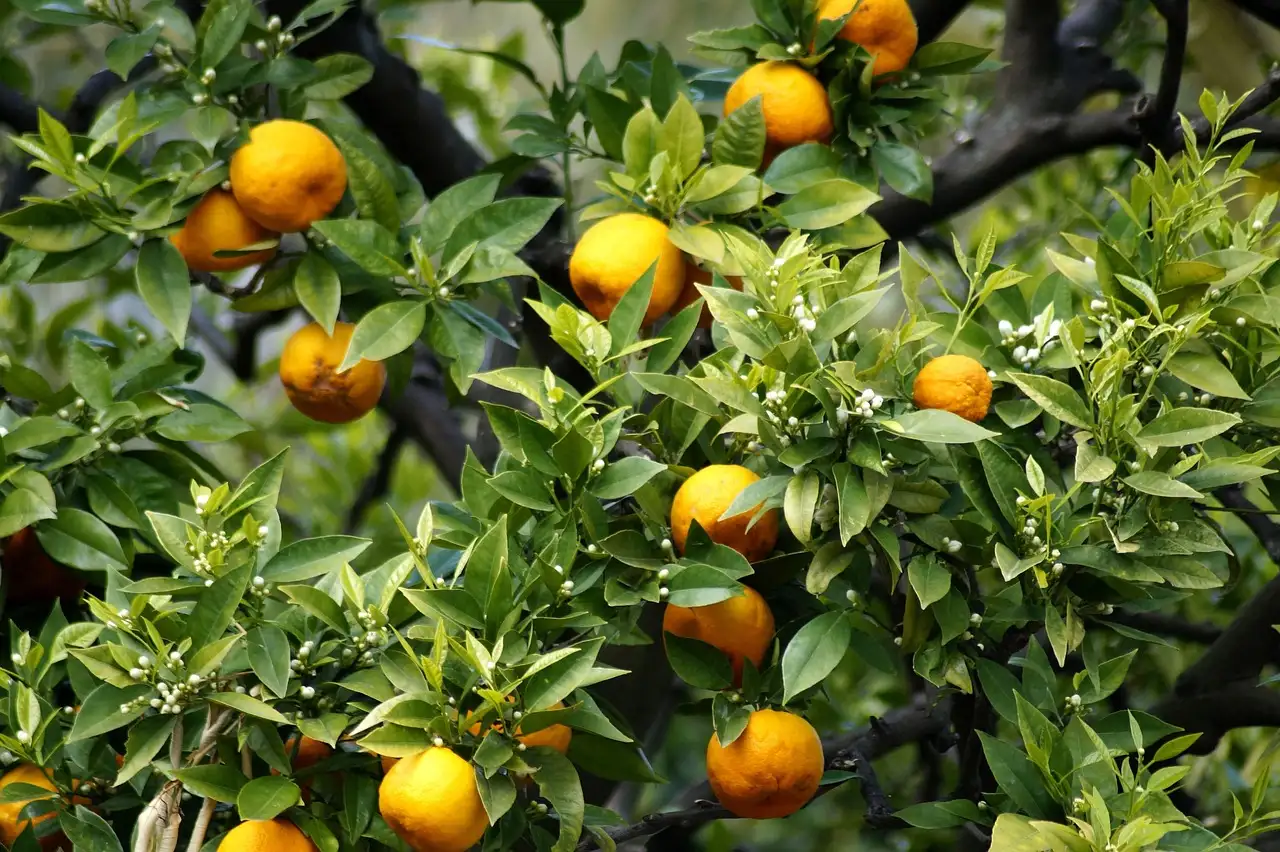 Citrusboom voeding