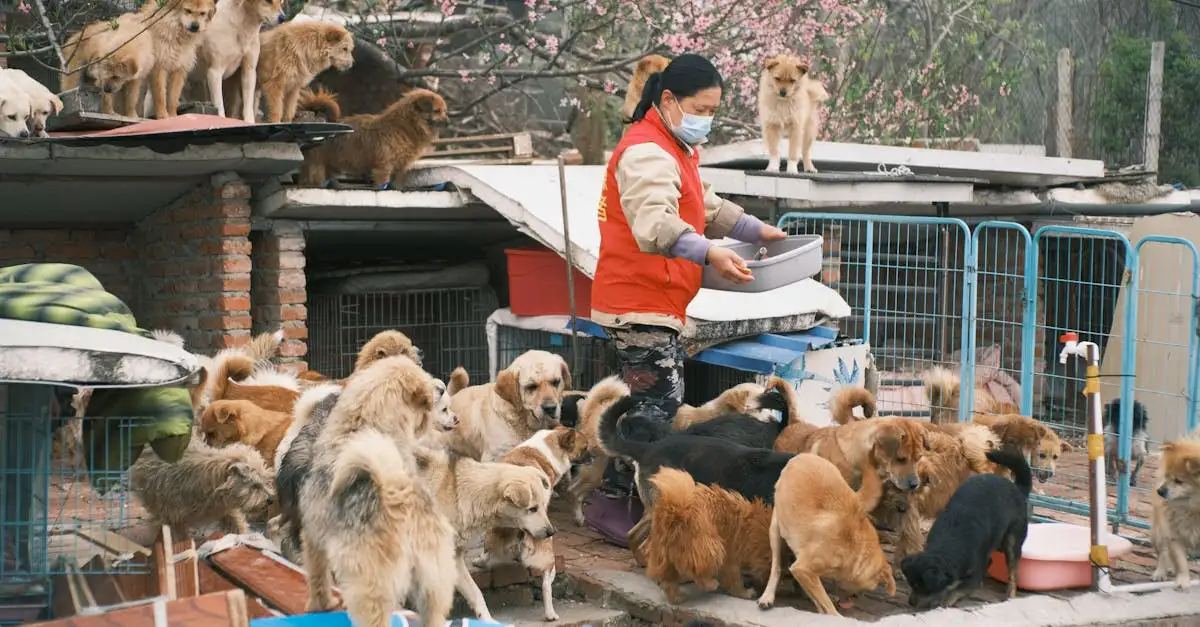 Voeding puppies