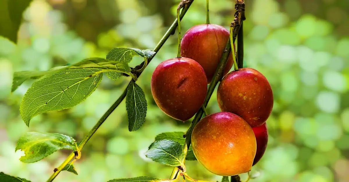 Fruitbomen voeding