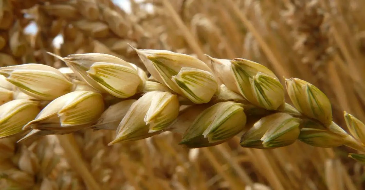 Graspollen allergie en voeding: wat helpt echt?