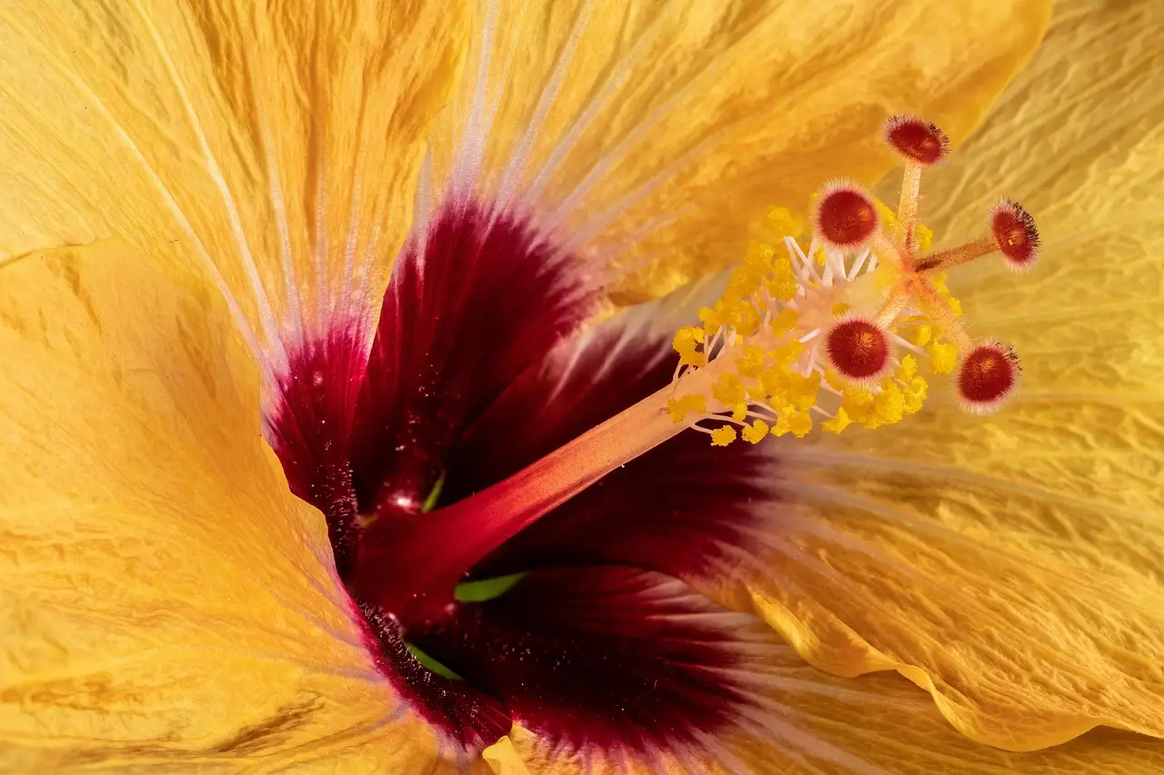 Hibiscus voeding: Essentiële tips voor gezonde planten