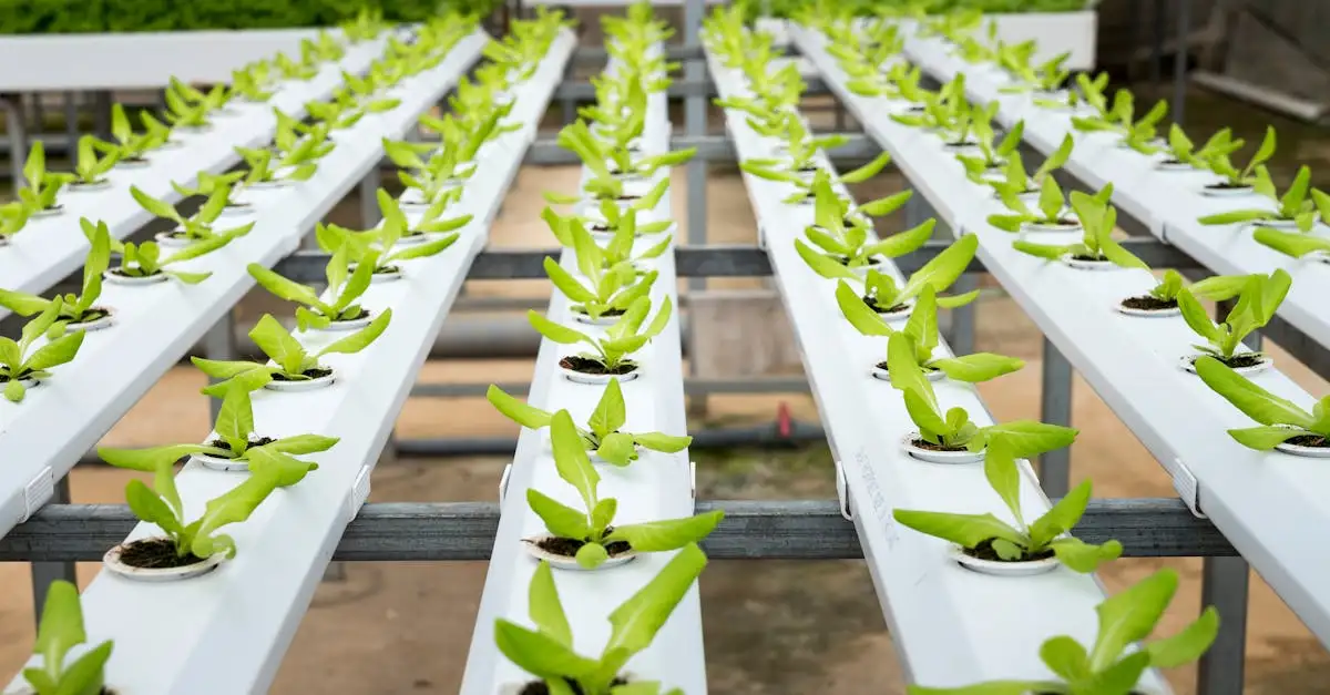 Hydrocultuur planten voeding