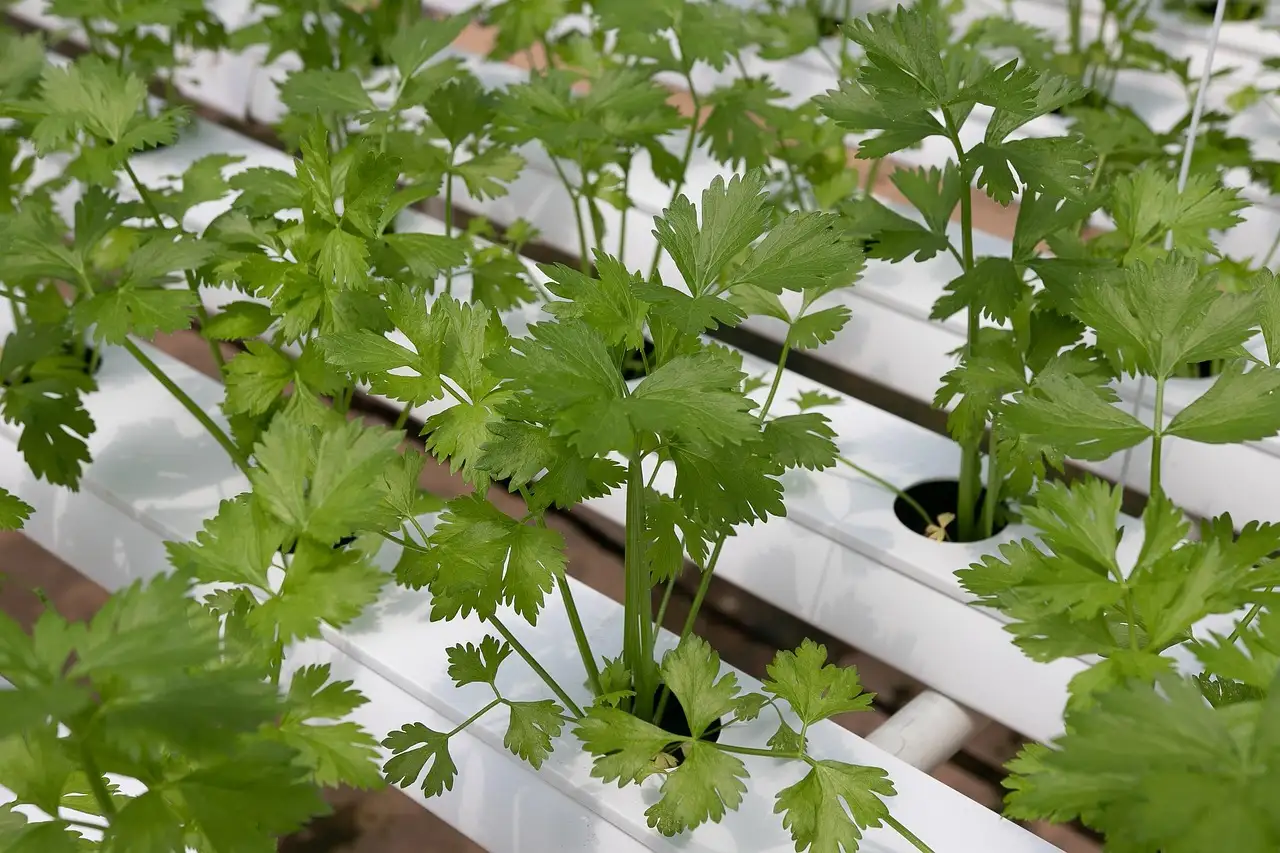 Hydroponic voeding