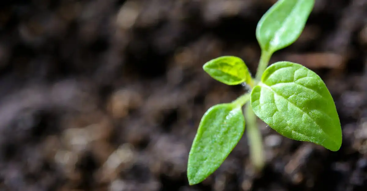 Kalk voeding: Essentieel voor planten en bodemgezondheid