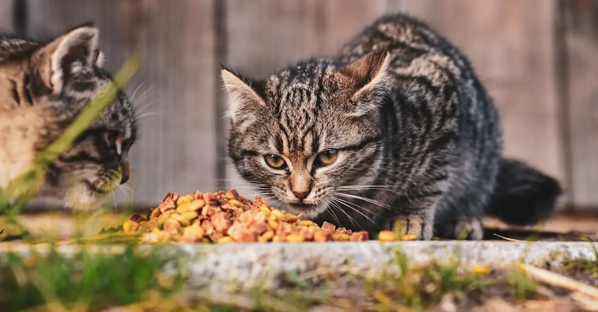 Voeding voor katten