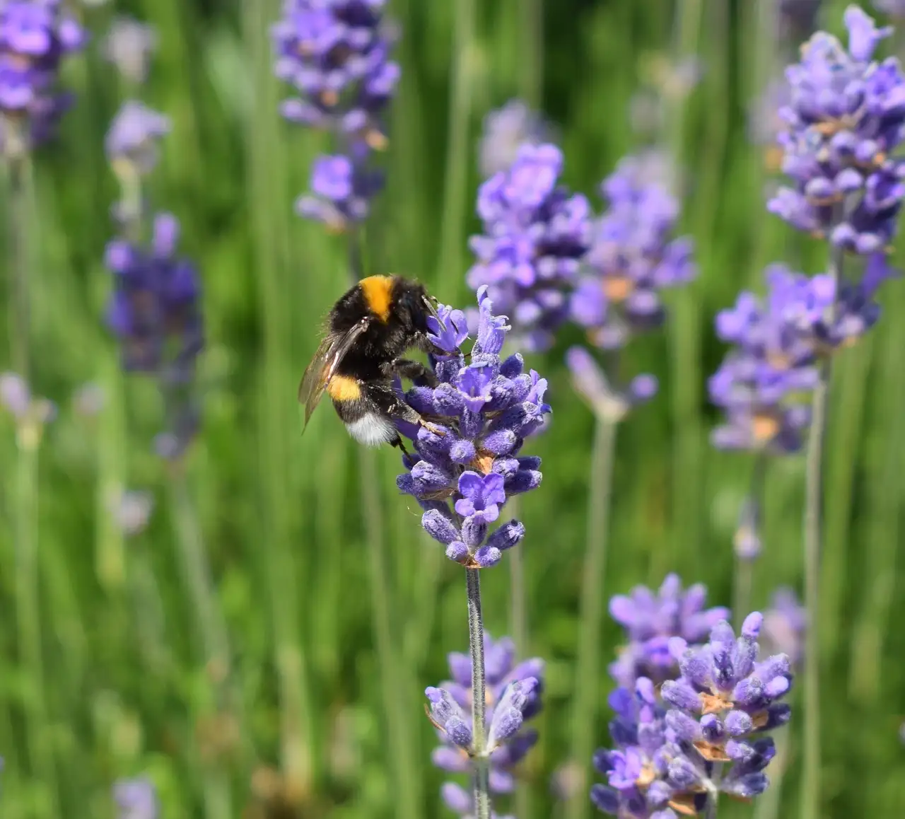 Lavendel voeding