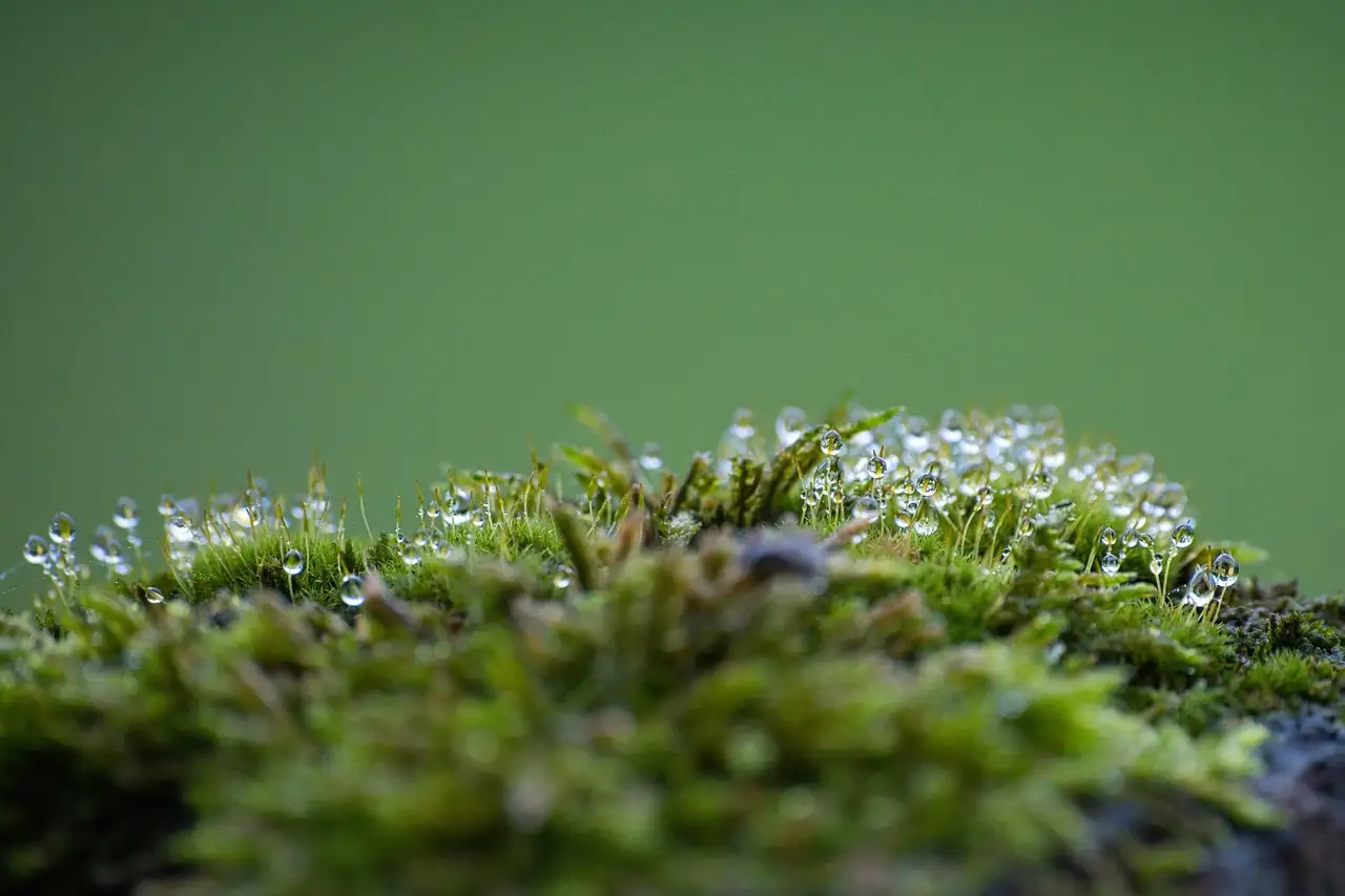 Lichen sclerosus voeding: invloed en dieetadvies