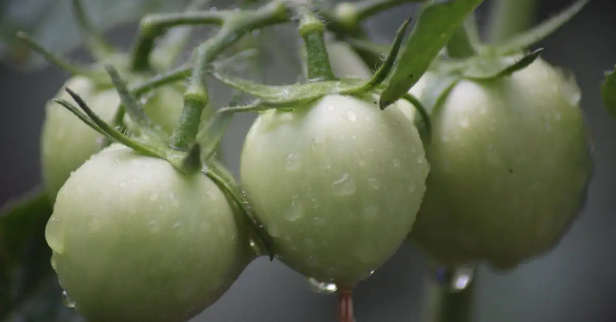 Makkelijke moestuin voeding: tips voor gezonde planten