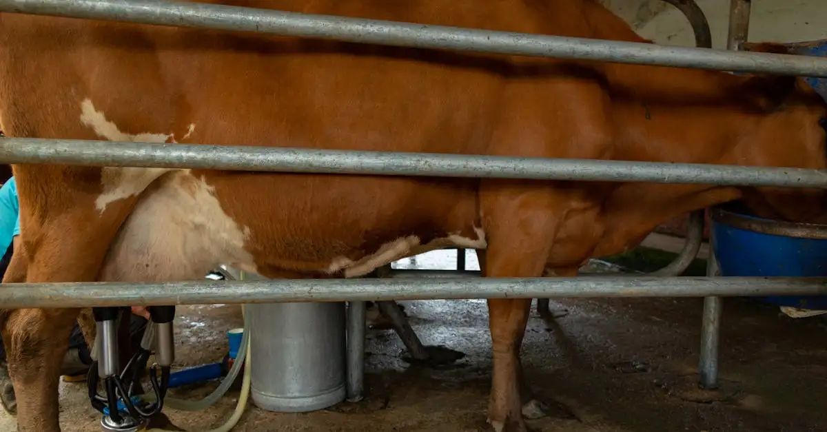 Melkproductie verhogen met de juiste voeding