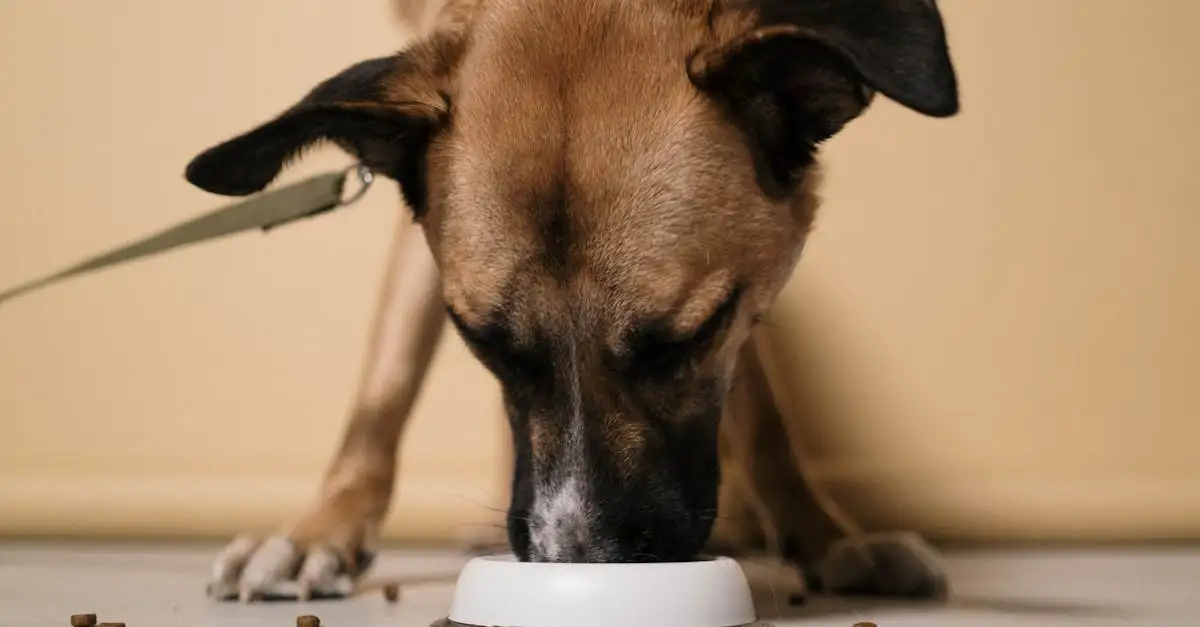 Oorontsteking hond door voeding