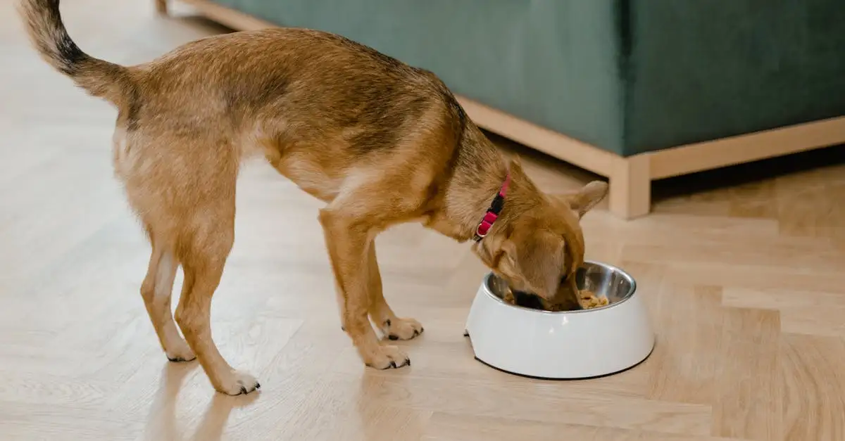 Pancreatitis hond voeding
