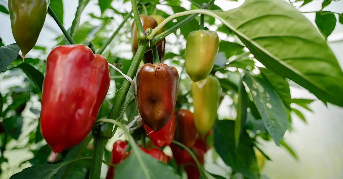 Voeding peperplant