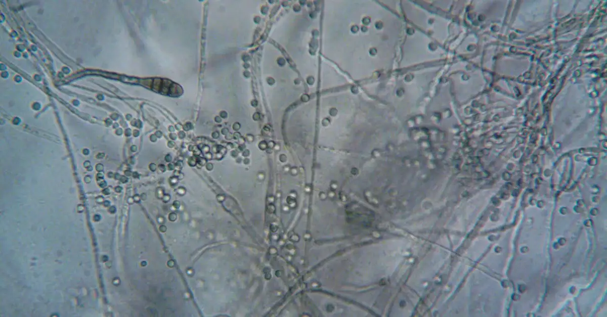 Schimmelinfectie voeding: Dieet en eetadvies voor herstel