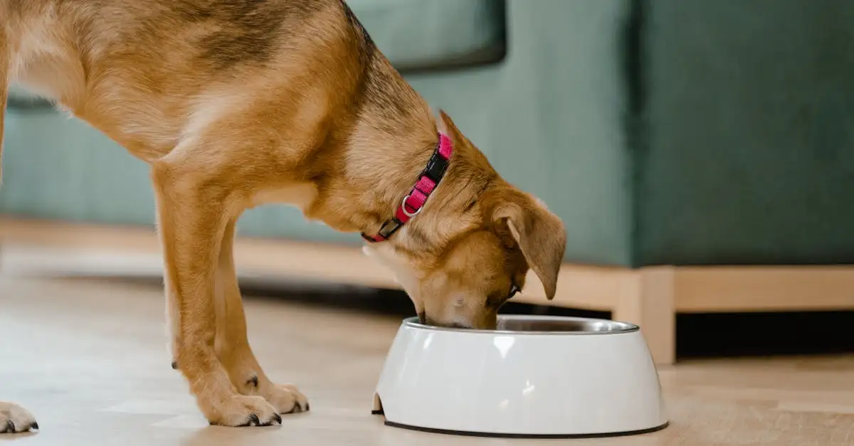 Struviet hond voeding: Tips en advies voor blaasstenen