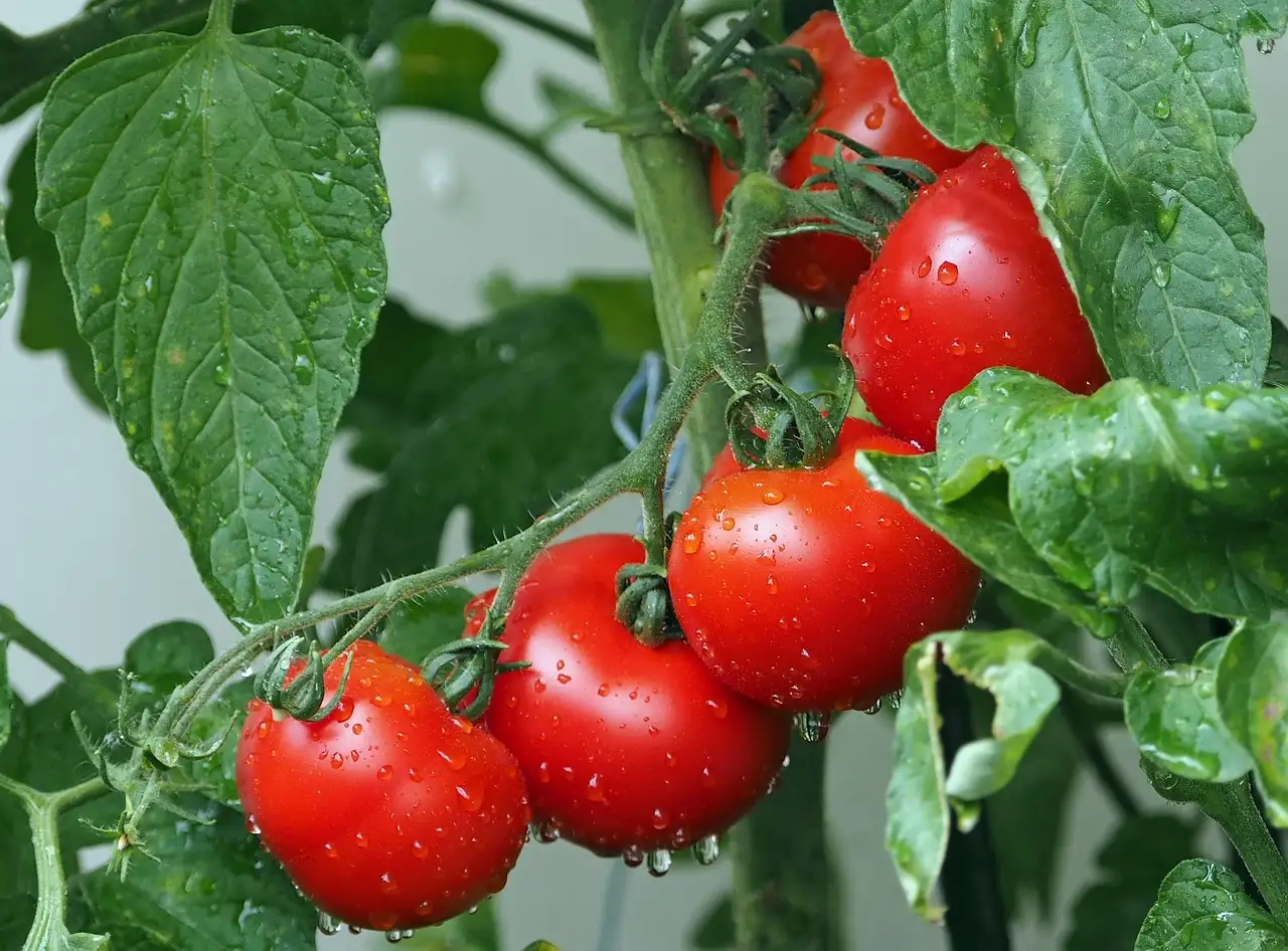 Tomaten voeding