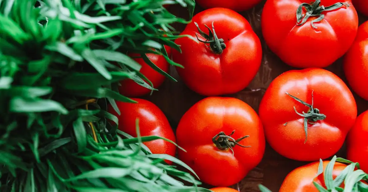 Tomatenplanten voeding