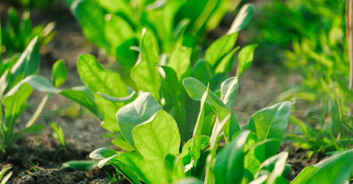 Voeding en gezondheid studeren aan de UvA