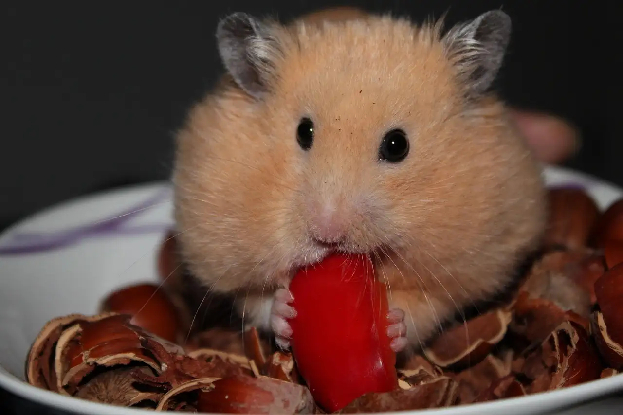 Voeding hamsters