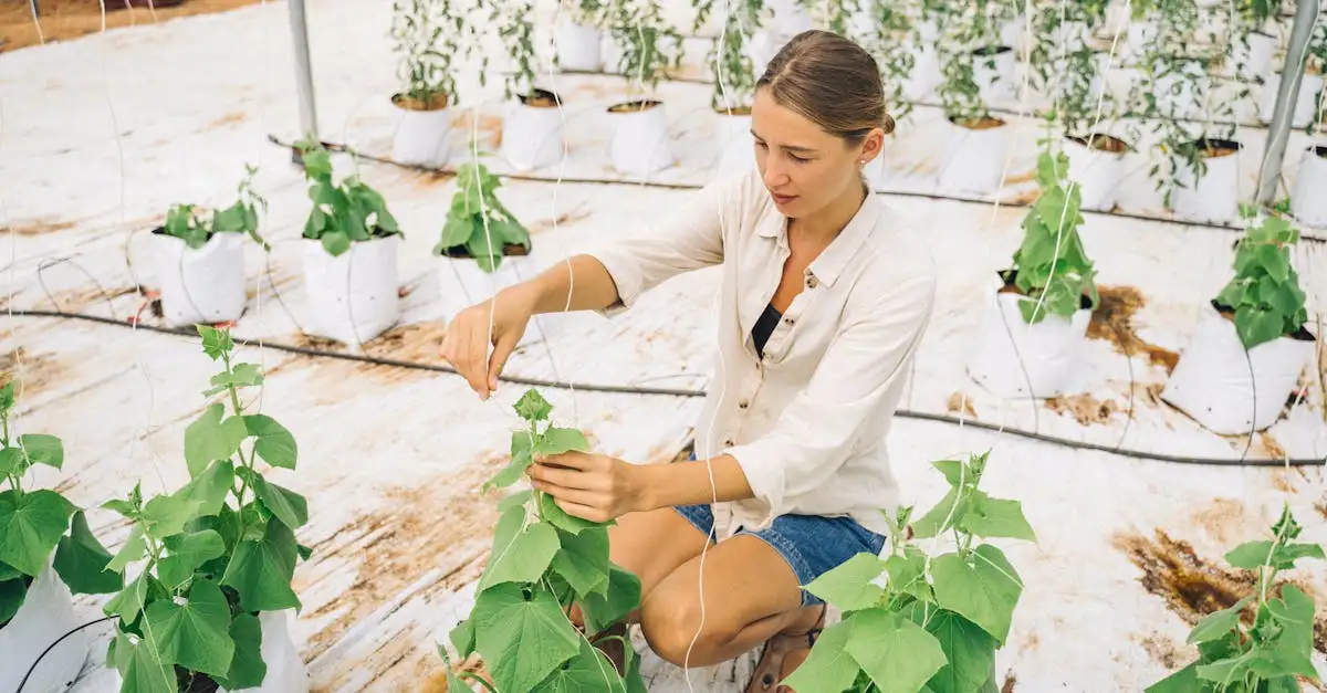 Voeding komkommerplant: Essentiële tips voor een rijke oogst
