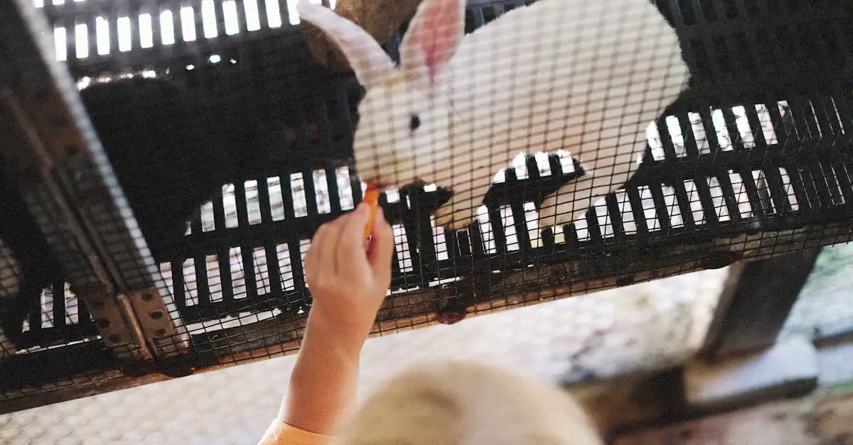 Voeding konijn