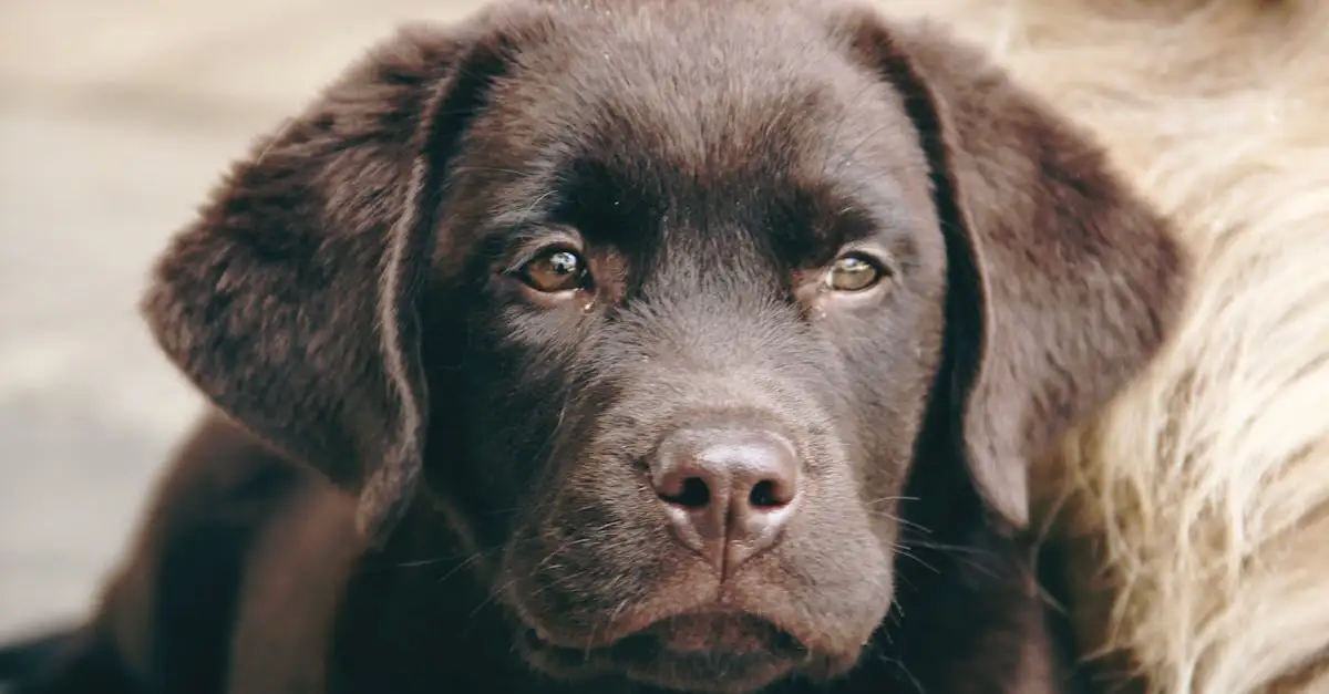 Voeding Labrador Puppy: Gezonde Start voor Uw Hond