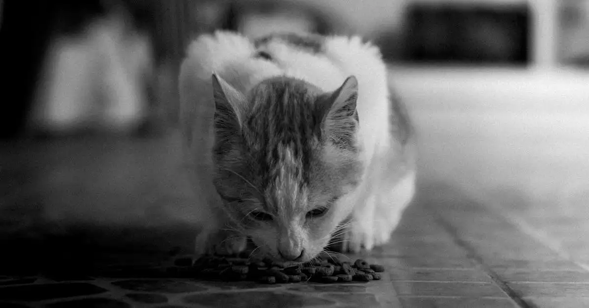 De juiste voeding voor katten met nierproblemen kiezen