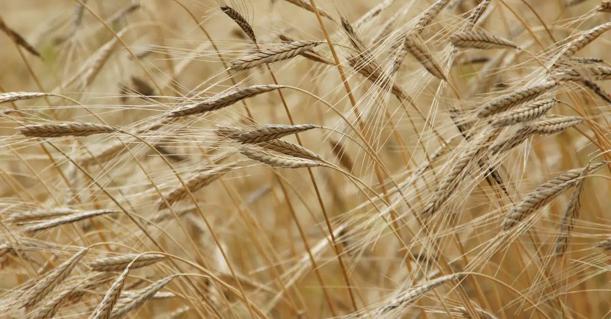 Voeding met veel zink: ontdek de beste bronnen