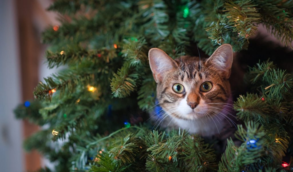 Wanneer is Kerstmis in Nederland? Een Gids voor 2024