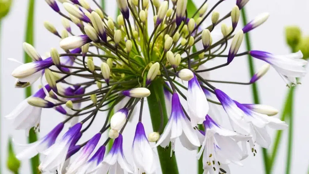 De opvallende Agapanthus variëteit die u nog niet kende en waarvan de bloem fascinerend is: hoe deze in uw tuin te verzorgen