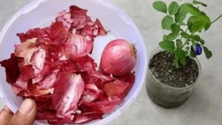 Gooi uienschillen niet weg: zo effectief zijn ze om uw planten te ontsmetten.