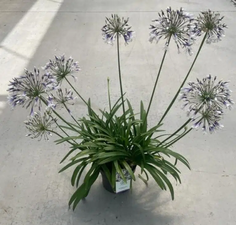 De opvallende Agapanthus variëteit die u nog niet kende en waarvan de bloem fascinerend is: hoe deze in uw tuin te verzorgen