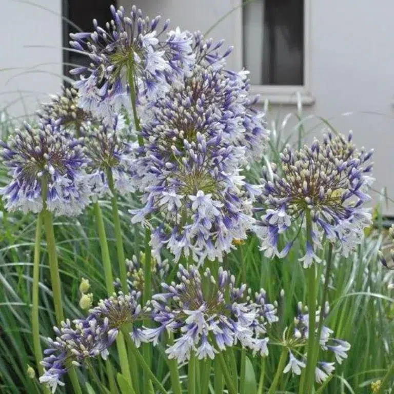 De opvallende Agapanthus variëteit die u nog niet kende en waarvan de bloem fascinerend is: hoe deze in uw tuin te verzorgen